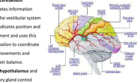 Figure 2-1: Human Brain Parts