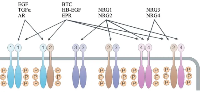 Figure 2. La famille du récepteur du facteur de croissance épidermique 