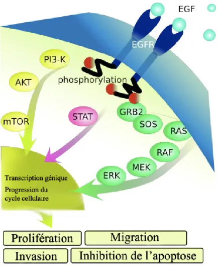 Figure 4. Les voies de signalisation de l'EGFR 