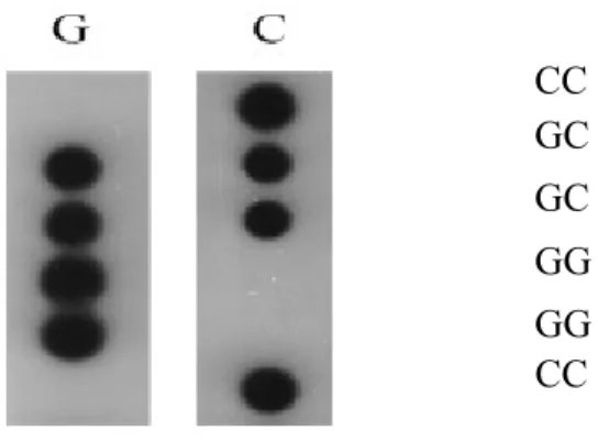 Fig. 2. Exemple des résultats de génotypage utilisant la méthode  d’Allèle Spécifique Oligonucléotide (ASO)