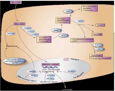Fig. 5. Métabolisme du Busulfan [44]. 