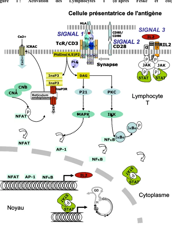 Figure 1  : Activation des Lymphocytes T (d’après Feske et col)  Ca2+ δPζPP εPCβVβCαVαεPγPζPPHLA CD28CD80/CD86PtdIns(4,5)P2 DAGInsP3PLCγ Reticulum endoplasmique InsP3RInsP3 Ca2+Ca2+ NFAT AP-1 MAPK NFAT AP-1 NFκBCNBCNANFATP