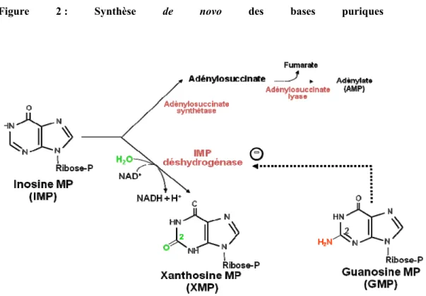 Figure 2  : Synthèse de novo des  bases  puriques                        
