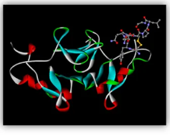 Figure 2. Neurophysin - Oxytocin.  Larger ribbon structure depicts neurophysin; stick-and-ball  structure depicts oxytocin
