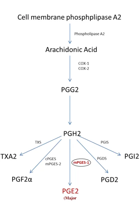 Diagram 1:  Illustration of the pathway involved in biosynthesis of prostaglandin E2 (PGE2) 