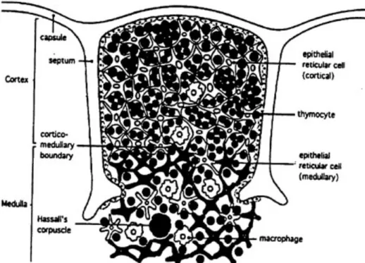 Figure	  1. Le thymus. Le thymus est formé d’un ensemble de petits lobules délimités par une  capsule