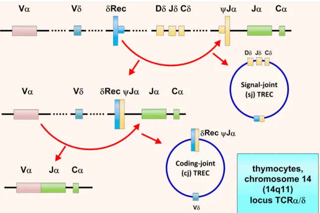 Figure  4  Les  TREC  (T-cell  receptor  excision  circles).  Tiré  de :  Cossu.  Italian  Journal  of  Pediatrics 2010 36:76 26