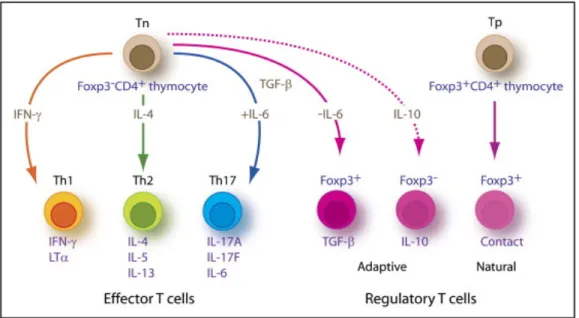Figure  6.  Les  différentes  cellules  effectrices  CD4+.  Les  différentes  cellules  T  CD4+  effectrices  découlent de l'activation et de la différenciation du lymphocyte CD4+ naïf (Tn)