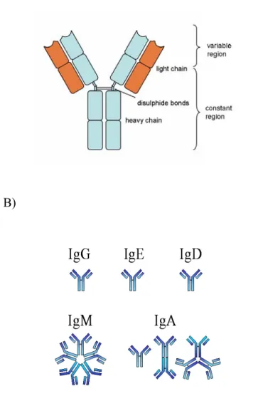 Figure 1.  Schematic representations of IgG structure and five immunoglobulin isotypes