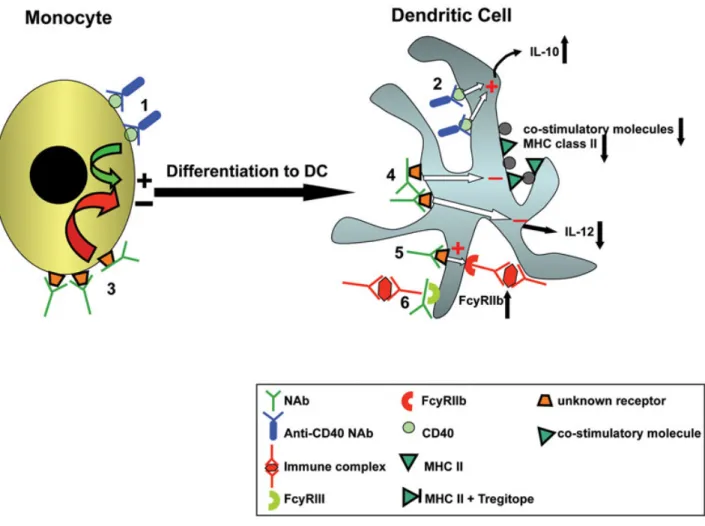 Figure 3.  Effects of IVIg on differentiation and functions of dendritic cells. Adopted from  (Kwekkeboom, 2012) 