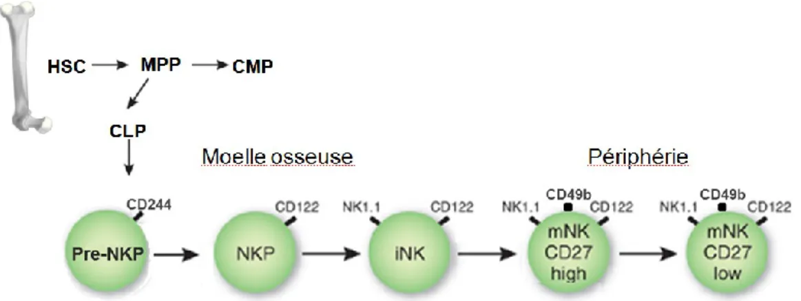 Figure  1 :  Représentation  des  intermédiaires  connus  de  la  différenciation  des  cellules  NK