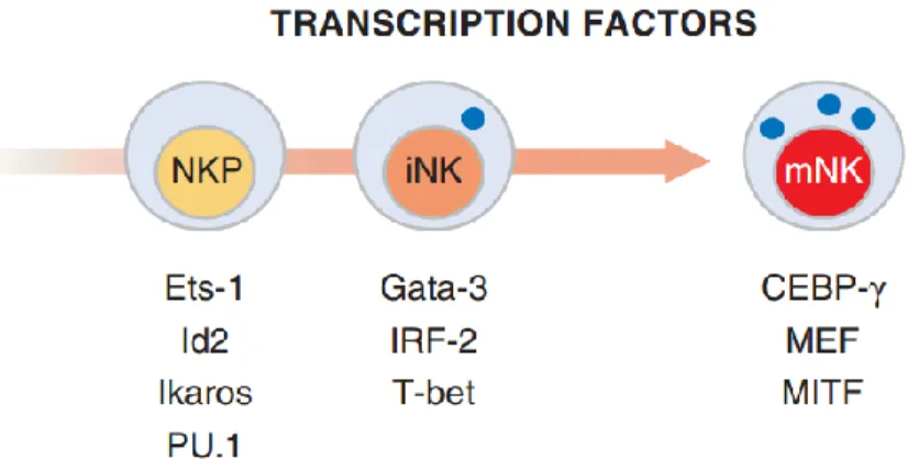 Figure  2 :  Les  facteurs  de  transcription  essentiels  à  la  différenciation  des  cellules  NK