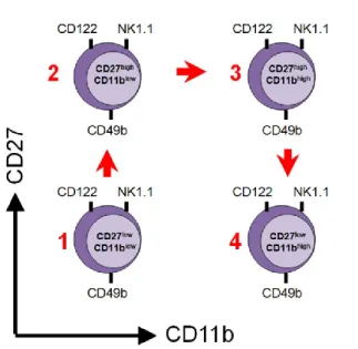 Figure 3 : Les 4 stades de maturation fonctionnelle des cellules NK.   Inspiré de 90 