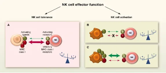 Figure 4 : La régulation dynamique de la fonction effectrice des cellules NK.Tiré de 121 