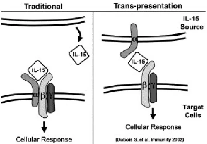 Figure 8 : La présentation traditionnelle et la trans-présentation de l’IL-15. Tiré de 260 