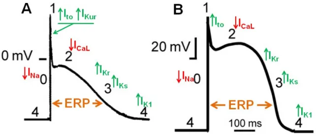 Figure 1. Schematic representation of atrial (A) and ventricular (B) action potentials with  underlying principle ionic currents