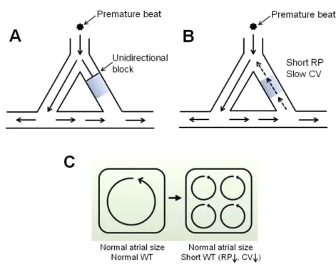 Figure 4. Mechanisms for reentry. A. An unidirectional block occurs when an ectopic  impulse dies out in a still-refractory region
