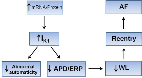 Figure 5. Schematic representation of pathophysiological significance of I K1  upregulation in  AF