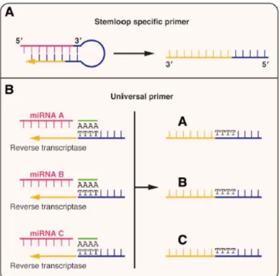 Figure 7. Different approaches for miRNA quantification by real-time RT-PCR. A. Reverse  transcription of miRNAs by “stem loop” RT primers