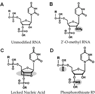 Figure 8. Different chemical modifications of in vivo miRNA knockdown oligos. A.  Conformation of unmodified RNA