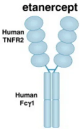 Figure  1.5 :  Structure  schématique  de  l’etanercept.  L’etanercept  est  une  protéine  de  fusion  constituée  de  deux  domaines  TNFR2  couplés  à  un  fragment  Fc  de  l’immunoglobuline  1  (IgG1)  humaine  (FCγ1)