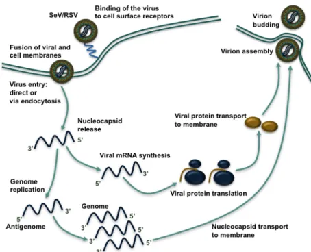Figure 4: The Paramyxoviridae replication cycle. 