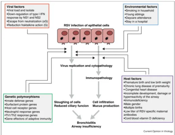 Figure  9:  Factors  influencing  the  pathogenesis  and  clinical  disease  caused  by  RSV  infection in infants and children