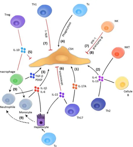 Figure 8. Modulation de la fibrose par les cellules du système immunitaire : une balance  complexe de cytokines