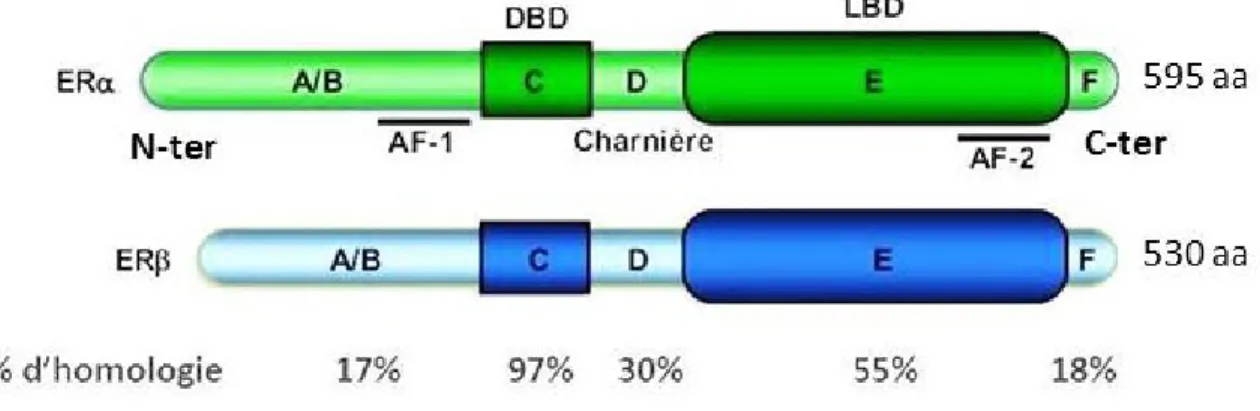 Figure 2 : Structure des récepteurs des estrogènes  