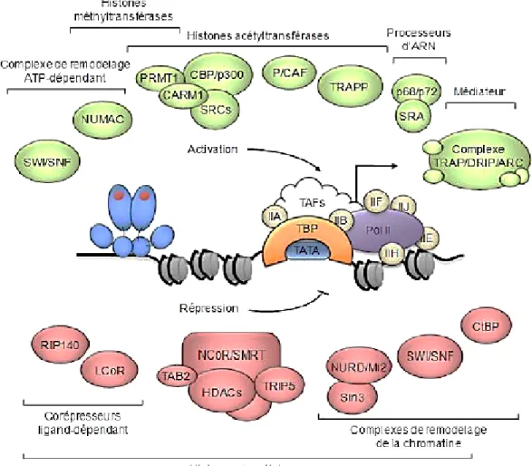 Figure 6 : Les corégulateurs transcriptionnels des ERs.  