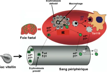 Figure 1.2. Énucléation des cellules érythroïdes dans le foie fœtal 