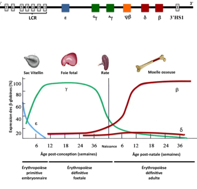 Figure 1.5. Expression ontogénique des gènes du locus humain de β-globine  