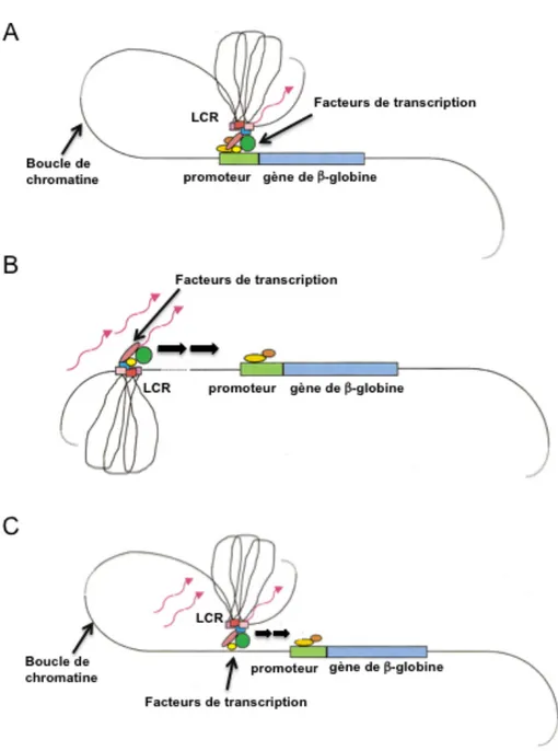 Figure 1.12. Les modèles de régulation génique par le βLCR  