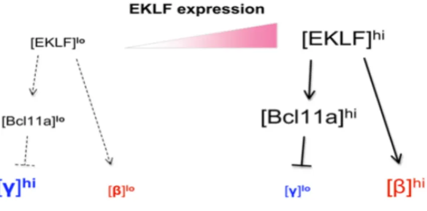 Figure 1.13. EKLF et la commutation de l’hémoglobine fœtale-adulte 