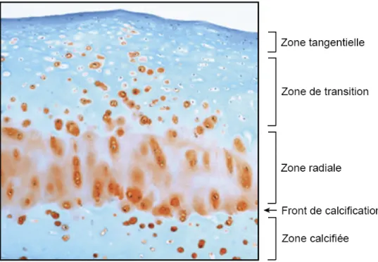 Figure 2. Représentation des différentes zones sur une coupe de cartilage humain. 