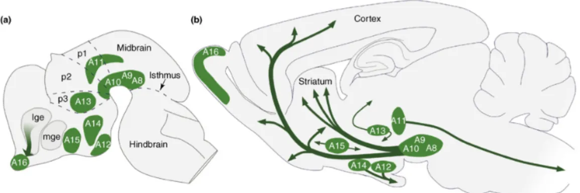 Figure 1: Principaux noyaux DAergiques dans le cerveau de rongeur en développement (a)  et mature (b)
