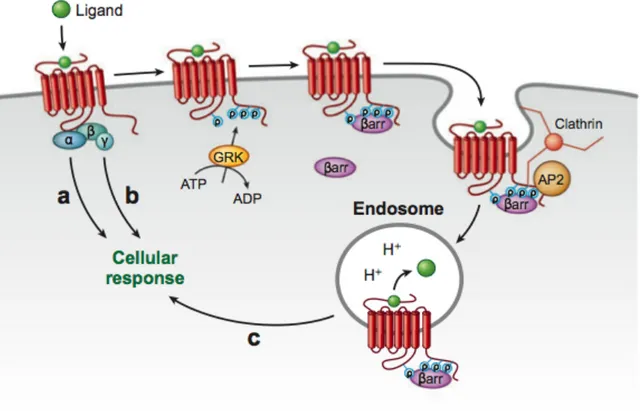 Figure  6:  Principes  généraux  de  la  désensibilisation  homologue  des  RCGPs.  Tiré  de  (Hanyaloglu et Von Zastrow, 2008) 