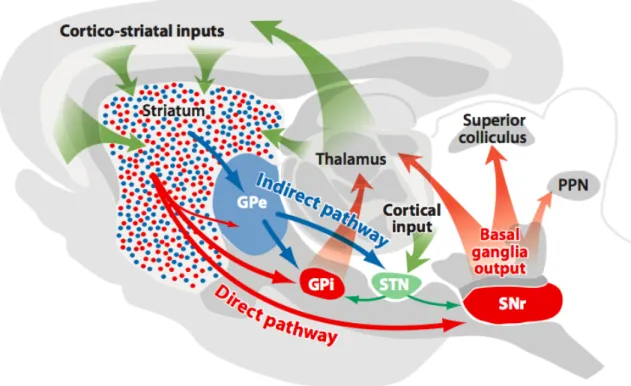 Figure  8:  Anatomie  des  principales  voies  entrantes  et  sortantes  du  striatum