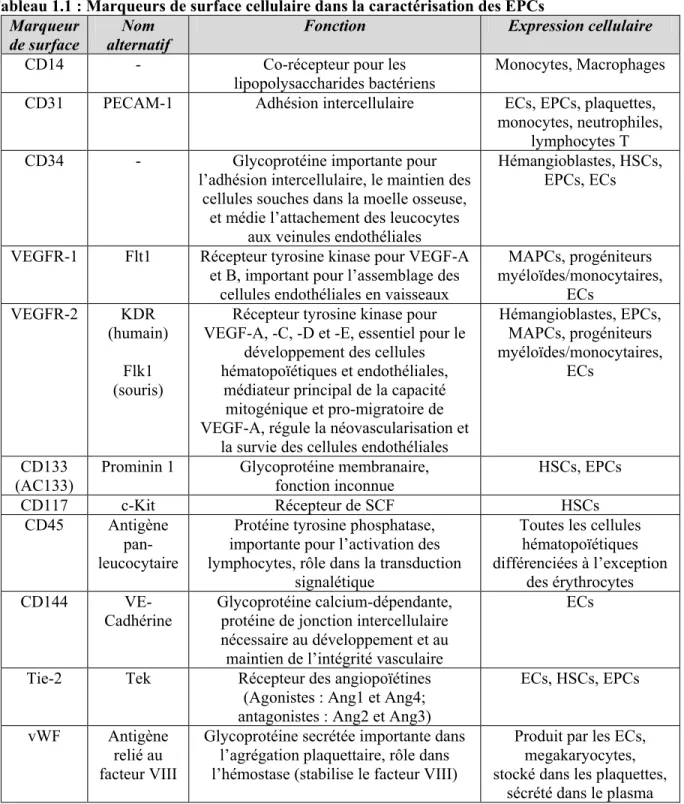 Tableau 1.1 : Marqueurs de surface cellulaire dans la caractérisation des EPCs 