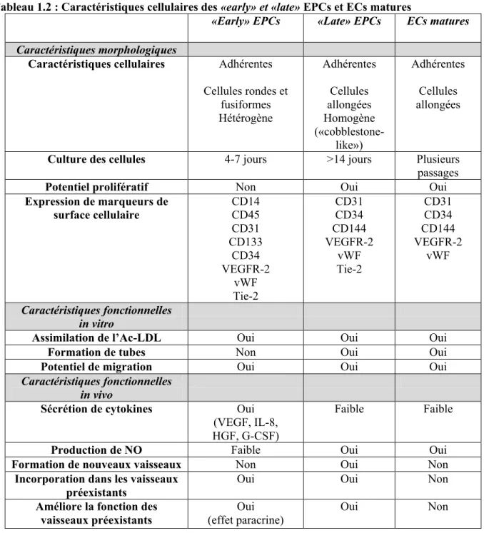 Tableau 1.2 : Caractéristiques cellulaires des «early» et «late» EPCs et ECs matures 