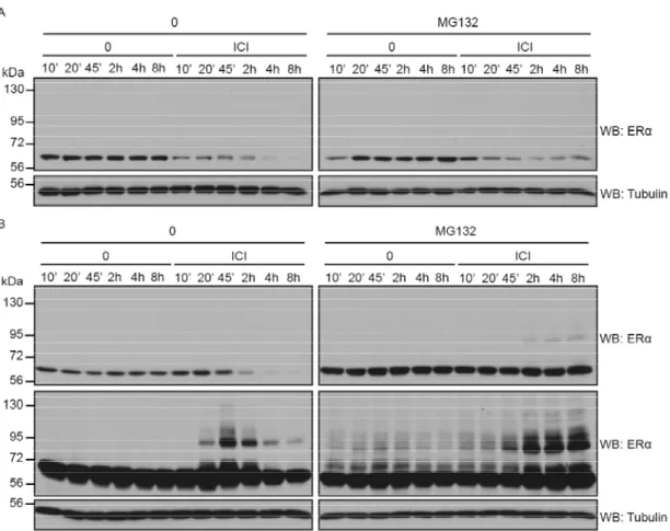 Fig. 1: ICI 182,780 induces specific modifications of ERα in MCF7 cells. 