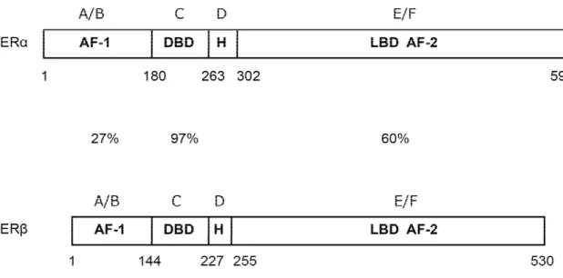 Figure 1.Représentation schématique des récepteurs des oestrogènes α et β.  Adapté de [55]
