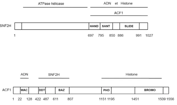 Figure 6. Représentation schématique de ACF1 et SNF2H et les fonctions de leurs  domaines