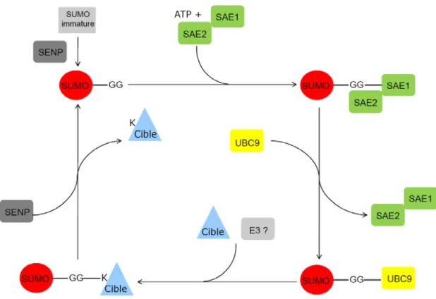 Figure 7. Représentation schématique du cycle de la SUMOylation  
