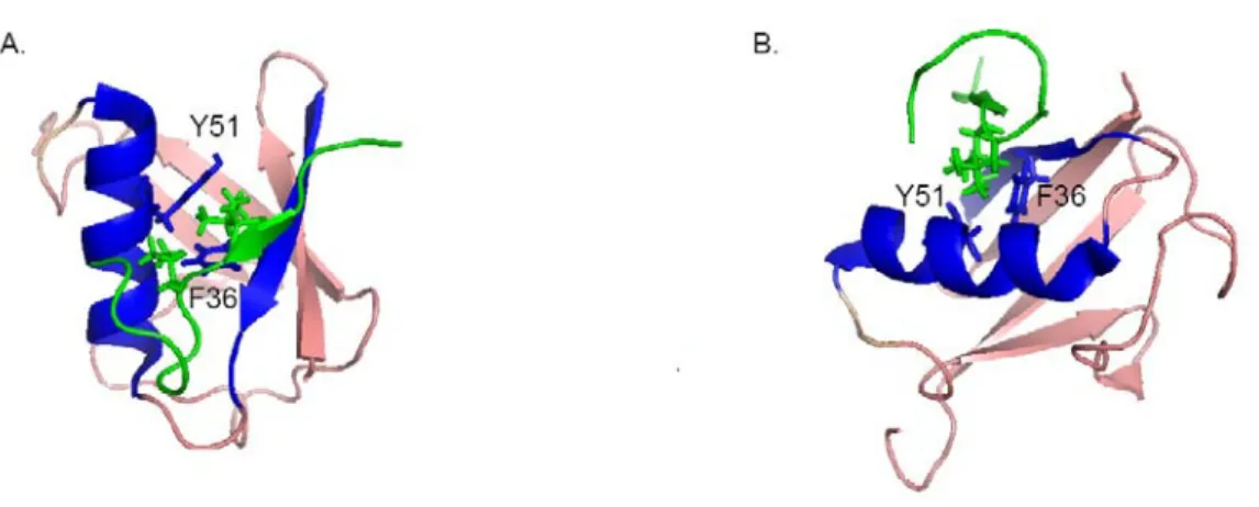 Figure 8. Représentation en ruban de l’interaction de SUMO1 avec peptide SIM de  PIAS2