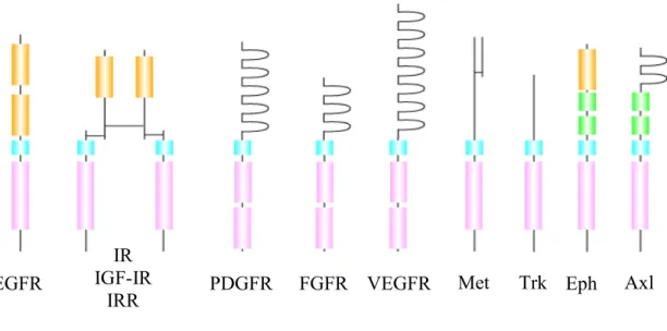 Figure  5:  Principaux  RTK  impliqués dans la vasculogenèse et l'angiogenèse. Les  structures des récepteurs sont représentées schématiquement et leurs grands domaines  protéiques  sont indiqués :    Domaine riche en cystéine,    Domaine  transmembrannair