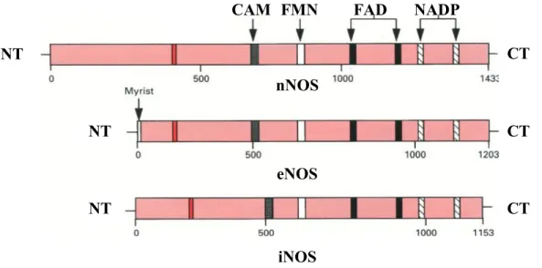 Figure 10: Représentation schématique de la structure des trois isoformes de NOS et  de leurs différents sites de liaison aux cofacteurs