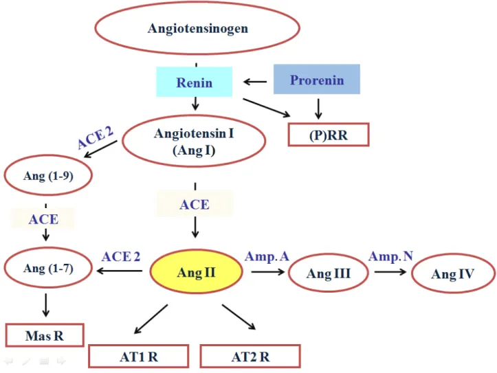 Figure 1: The renin-angiotensin system (RAS) cascade 