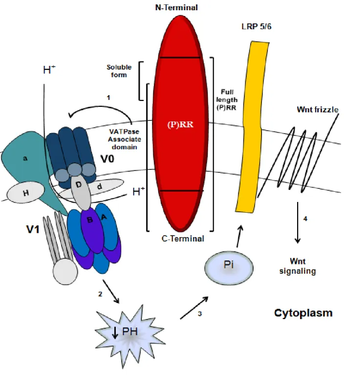 Figure 3: (P)RR and Wnt signaling 