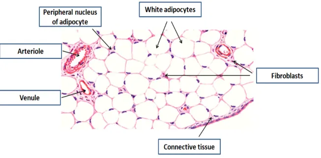 Figure 4: White adipose tissue 